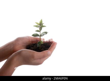 Albero verde piantina in pugno il suolo in mano su un sfondo isolato Foto Stock