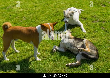 Basenji maturo maschio cane e bianco misto razza giovane maschio gioco con nero misto razza giovane femmina cane su un prato fresco nella stagione primaverile Foto Stock