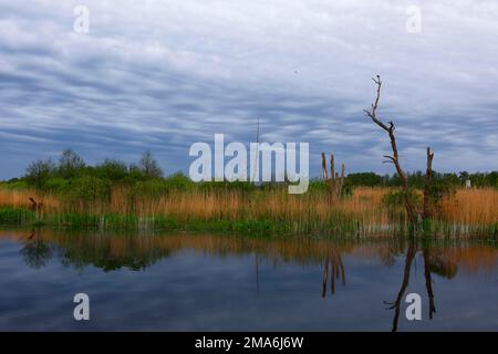 Atmosfera mattutina sul fiume Peene, Peene Valley River Landscape Nature Park, Meclemburgo-Pomerania occidentale, Germania Foto Stock