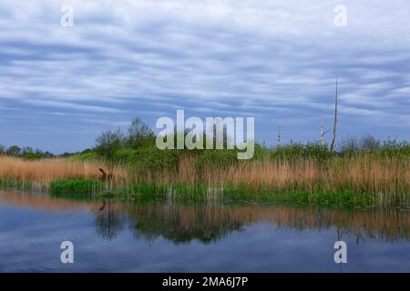 Atmosfera mattutina sul fiume Peene, Peene Valley River Landscape Nature Park, Meclemburgo-Pomerania occidentale, Germania Foto Stock