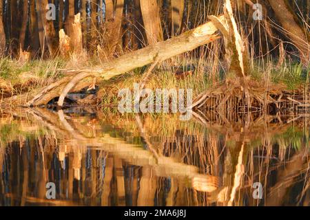 Umore serale sul fiume, legno morto sulla riva del Peene, foresta paludosa di ontano con riflessi, Peene Valley River Paesaggio Parco naturale Foto Stock