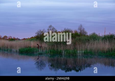 Atmosfera mattutina sul fiume Peene, Peene Valley River Landscape Nature Park, Meclemburgo-Pomerania occidentale, Germania Foto Stock