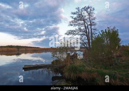 Umore serale sul Peene, ora blu, Peene Valley River Landscape Nature Park, Meclemburgo-Pomerania occidentale, Germania Foto Stock