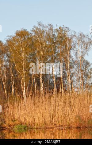 Umore serale sul fiume, foresta di betulle sulle rive del Peene, Peene Valley River Landscape Nature Park, Meclemburgo-Pomerania occidentale, Germania Foto Stock