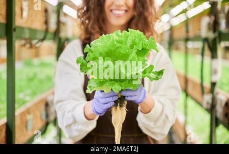 Primo piano di una giovane donna in guanti di gomma da giardino che tiene lattuga verde pianta foglia mentre in piedi in serra. Fuoco sulle mani femminili con verdi frondosi. Foto Stock