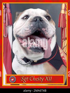Chesty XII, US Marine Corps (USMC) Mascot, promosso al rango di Sergente (SGT) il 01 agosto 2005. SGT Chesty XII, proviene da una lunga serie di Bulldogs inglesi, che negli ultimi decenni sono stati i mascotte del corpo dei Marine; un simbolo dell'ethos, l'esprit de Corps, e un aspro spirito di combattimento che ci fa risaltare Marines dalla folla. È decorato con la Medaglia alla Difesa Nazionale, la Medaglia alla Guerra Mondiale sul terrorismo (GWOT) e la Medaglia alla buona condotta. Base: Marine Corps base, Quantico Stato: Virginia (VA) Paese: Stati Uniti d'America (USA) Foto Stock