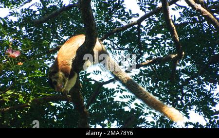 La zona umida di Anawilundawa è un santuario amministrato dal Dipartimento per la conservazione della fauna selvatica, Sri Lanka ed è stato dichiarato sito di Ramsar nel 1971, una delle prime tre zone umide di Ramsar dichiarate. Si trova tra Chilaw e Puttalam in Arachchikattuwa Divisione Segreteria Divisionale, provincia nord occidentale. Si estende su una superficie di of1397 ettari. La foresta paludosa di mangrovie e paludi d'acqua dolce, le coste di acqua salata e laghi d'acqua dolce sono tre ecosistemi principali incontrati il santuario delle zone umide. È un habitat per molte specie avifaunistiche native e migranti, nonché per mammiferi e draghi Foto Stock