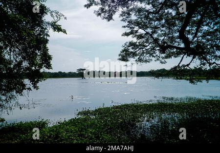 La zona umida di Anawilundawa è un santuario amministrato dal Dipartimento per la conservazione della fauna selvatica, Sri Lanka ed è stato dichiarato sito di Ramsar nel 1971, una delle prime tre zone umide di Ramsar dichiarate. Si trova tra Chilaw e Puttalam in Arachchikattuwa Divisione Segreteria Divisionale, provincia nord occidentale. Si estende su una superficie di of1397 ettari. La foresta paludosa di mangrovie e paludi d'acqua dolce, le coste di acqua salata e laghi d'acqua dolce sono tre ecosistemi principali incontrati il santuario delle zone umide. È un habitat per molte specie avifaunistiche native e migranti, nonché per mammiferi e draghi Foto Stock