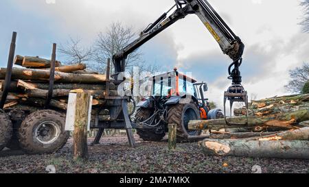 Trattore con pinza che solleva i tronchi appena tagliati dal terreno boschivo fuori dal rimorchio sulla catasta in attesa di trasporto - Oxfordshire, Inghilterra, Regno Unito Foto Stock