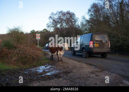 Una grande mucca cornuta si trova accanto ai segnali di velocità appena fuori dalla strada nel parco nazionale della Nuova Foresta quasi come avvertimento per l'automobilista a Rallenta. Foto Stock