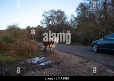Una grande mucca cornuta si trova accanto ai segnali di velocità appena fuori dalla strada nel parco nazionale della Nuova Foresta quasi come avvertimento per l'automobilista a Rallenta. Foto Stock