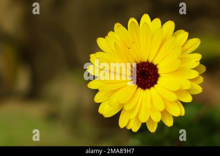 Calendula in fiore (lat. Calendula officinalis) su un letto di fiori nel giardino estivo Foto Stock