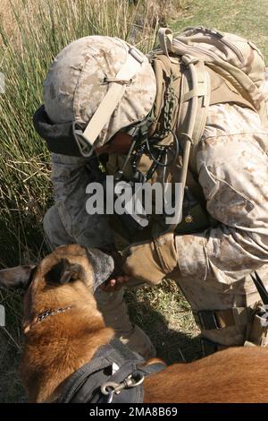 060317-M-0374B-011. [Complete] Scene Caption: On 17 March 2006, Lance CPL. Alfredo Gunjardo, un movimentatore di cani militare attaccato a 3rd squadra, 2nd Platoon, Echo Company, 2nd battaglione, 6th Marines, Regimental Combat Team 5, dà al suo cane, Lea, un po' d'acqua durante una pattuglia lungo il fiume Eufrate a Fallujah, in Iraq, durante l'operazione California Dreaming. Sono alla ricerca di gabbie di armi e di qualsiasi altro oggetto che possa essere utilizzato per realizzare dispositivi esplosivi improvvisati (IED). RCT-5 è schierato con i MEF a sostegno dell'operazione Freedom nella provincia di Anbar in Iraq (MNF-W) per sviluppare le forze di sicurezza irachene Foto Stock