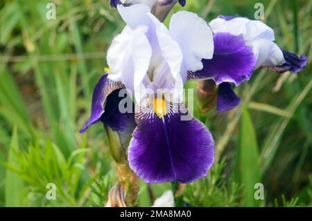 Singola testa di fiore Viola/Bianco Iris 'Braithwaite' con barba gialla coltivata a RHS Garden Bridgewater, Worsley, Greater Manchester, UK. Foto Stock