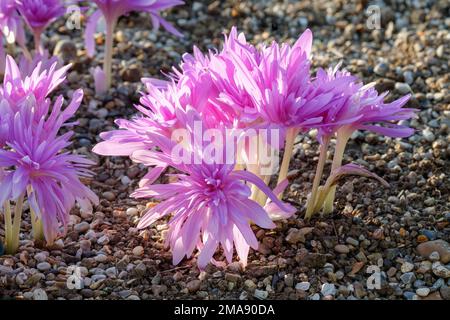 Giglio di Colchicum, giglio di zafferano prato, perenne cormous con fiori completamente doppi lilla-rosa Foto Stock