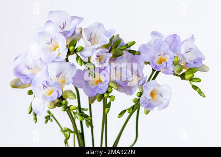 Mazzo di fiori viola chiaro di Fesia su uno sfondo bianco Foto Stock
