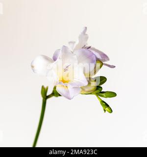 Primo piano di fiori bianchi e viola chiaro di Fesia su sfondo bianco Foto Stock