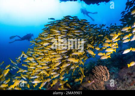 Scuola di pesce serpente a strisce blu in Maldive Kudarah thila Ari atollo Foto Stock