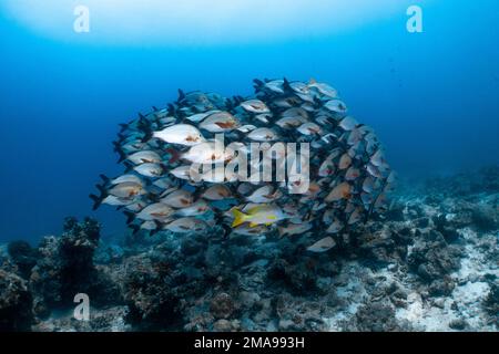 Scuola di Humpback dentice rosso alle Maldive, Oceano Indiano Foto Stock