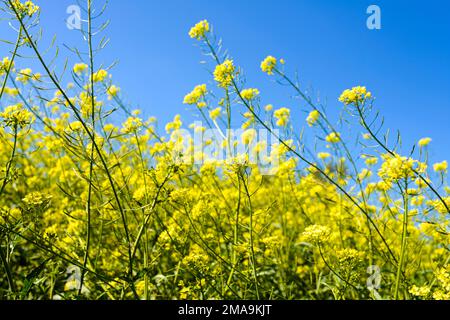 Fiori gialli con un cielo blu sullo sfondo. Immagine concettuale con un paesaggio nei colori della bandiera Ucraina, che simboleggia la fine della wa Foto Stock