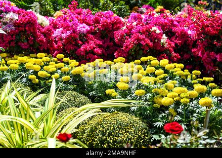 Tagetes erecta, il marigold azteco o fiori di marigold messicani che crescono come decorazione per il Capodanno lunare Tet in Vietnam Foto Stock