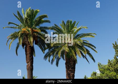 Due grandi palme sullo sfondo di un cielo blu luminoso in una giornata di sole. Foto Stock