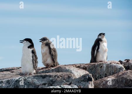 Pinguini di cinta, Pigoscelis antarcticus a Palava Point, penisola antartica Foto Stock