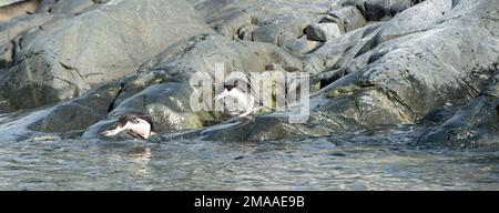 Pinguini a fascia, Pigoscelis antarcticus a Palava Point, penisola antartica salto in mare Foto Stock