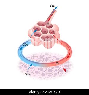 Scambio di gas negli alveoli Foto Stock