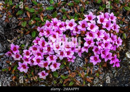 Foto di fiori di sassifrage (sassifraga oppositifolia) che crescono nella tundra di Svalbard in Norvegia. Nave da crociera della spedizione Greg Mortimer a Svalbard ar Foto Stock