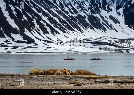 Il valro Atlantico (Odobenus rosmarus rosmareus) si estendeva a Smeerenberg, Svalbard. Nave da crociera della spedizione Greg Mortimer nell'arcipelago di Svalbard, A Foto Stock