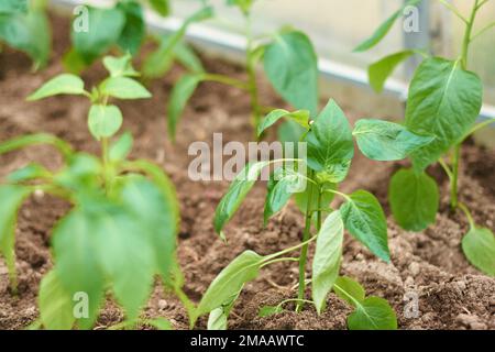 Insaporire verde di peperone piantato in una serra. Agricoltura domestica, giardinaggio, agricoltura o concetto di primavera. L'idea di crisi alimentare. Maledizione lo sfondo. Foto Stock