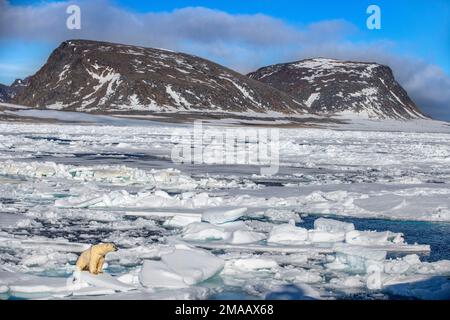 Orso polare vicino a Phippsoya, Svalbard, nave da crociera della spedizione Greg Mortimer nell'arcipelago di Svalbard, Norvegia artica. Phippsøya (anglicizzato come Phipps i Foto Stock