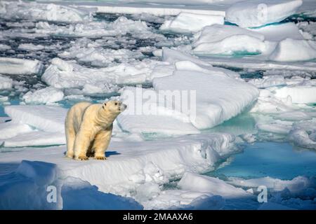 Orso polare vicino a Phippsoya, Svalbard, nave da crociera della spedizione Greg Mortimer nell'arcipelago di Svalbard, Norvegia artica. Phippsøya (anglicizzato come Phipps i Foto Stock