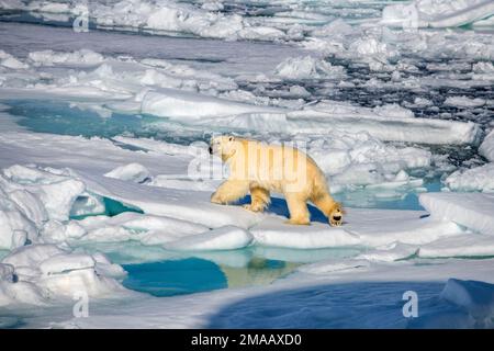 Orso polare vicino a Phippsoya, Svalbard, nave da crociera della spedizione Greg Mortimer nell'arcipelago di Svalbard, Norvegia artica. Phippsøya (anglicizzato come Phipps i Foto Stock