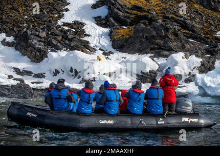 Eisbär (Ursus maritimus) visto dallo zodiaco. Orso polare su Kong Karl XII Øya, la parte più settentrionale di Svalbard, Norvegia. Nave da crociera di spedizione Gr Foto Stock