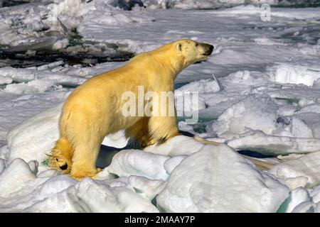 Orso polare vicino a Phippsoya, Svalbard, nave da crociera della spedizione Greg Mortimer nell'arcipelago di Svalbard, Norvegia artica. Phippsøya (anglicizzato come Phipps i Foto Stock