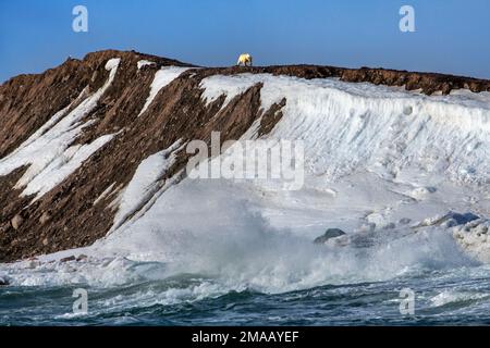 Eisbär orso polare Ursus maritimus visto in Storoya, Svalbard. Nave da crociera della spedizione Greg Mortimer nell'arcipelago di Svalbard, Norvegia artica. Storøya Foto Stock