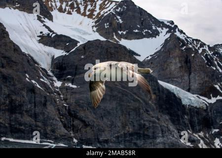 Fulmar settentrionale (Fulmarus glacialis), fulmar o fulmar artico che volano intorno al ghiacciaio Burgerbukta, Svalbard. Nave da crociera della spedizione Greg Mortimer Foto Stock