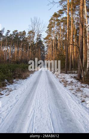 Strada forestale innevata ai raggi del sole tramontante. Foto Stock