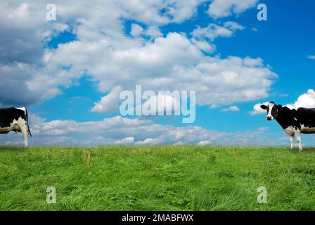 immagine divertente di due mezze mucche in piedi in un prato Foto Stock