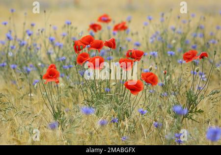 11.06.2022, Germania, Brandeburgo, Bruchmuehle - papaveri e fiori di mais fioriscono in un campo di segale. 00S220611D325CAROEX.JPG [VERSIONE DEL MODELLO: NON APPLICABL Foto Stock