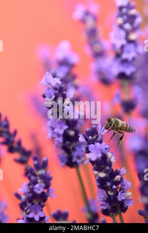 01.07.2022, Germania, città anseatica di Amburgo, Amburgo - ape di miele che succhia nettare da un fiore di lavanda. 00S220701D483CAROEX.JPG [VERSIONE DEL MODELLO: NO, Foto Stock