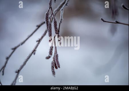 Rami di ontano ( Alnus ) con cetriolini gelosi su fondo naturale sfocato. Naturale inverno sfondo astratto. Primo piano, messa a fuoco morbida. Foto Stock