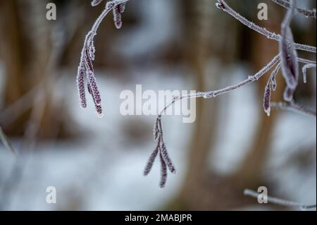 Rami di ontano ( Alnus ) con cetriolini gelosi su fondo naturale sfocato. Naturale inverno sfondo astratto. Primo piano, messa a fuoco morbida. Foto Stock