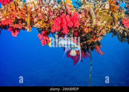 Pomacanthus maculosus, il pesce angelo yellowbar, pesce angelo mezzaluna, pesce angelo giallo-marcato, pesce angelo yellowband o pesce angelo giallo-blotted Foto Stock