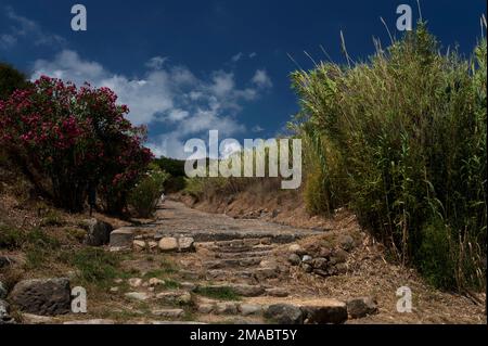 Fiancheggia fiorente ibisco e bambù la Via di porta Rosa, una strada lastricata ellenistica costruita da antichi coloni greci per collegare i quartieri e i due porti di Elea, fondata intorno al 535 a.C. di fronte al Mar Tirreno a Marina di Ascea, Campania, Italia meridionale. Il sito della città, noto ai Romani come Velia, è ora un parco archeologico e fa parte di un sito patrimonio dell'umanità dell'UNESCO. Foto Stock