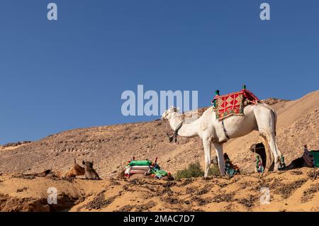 Cammello bianco in piedi con colorata sella tradizionale in Egitto con bellissimo paesaggio di collina di sabbia sotto il cielo blu Foto Stock