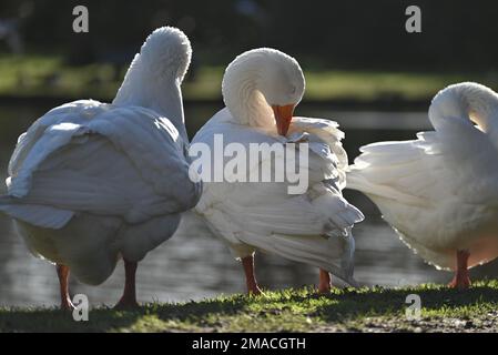 Oche bianche che governano le loro piume nel parco Foto Stock