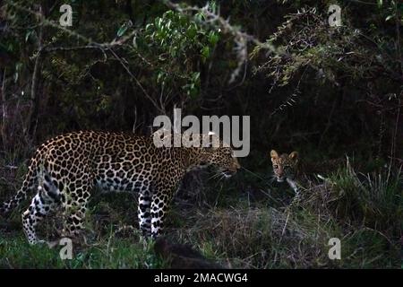 Leopard si riunisce con il suo cucciolo Foto Stock